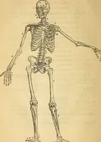 An illustration from Man : his structure and physiology : popularly explained and demonstrated / by R. Knox ; with eight moveable dissected coloured plates and five woodcuts. (1857)