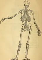 An illustration from Man : his structure and physiology : popularly explained and demonstrated / by R. Knox ; with eight moveable dissected coloured plates and five woodcuts. (1857)