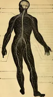 An illustration from Man : his structure and physiology : popularly explained and demonstrated / by R. Knox ; with eight moveable dissected coloured plates and five woodcuts. (1857)