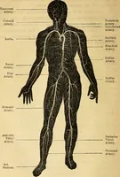 An illustration from Man : his structure and physiology : popularly explained and demonstrated / by R. Knox ; with eight moveable dissected coloured plates and five woodcuts. (1857)