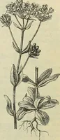 An illustration from Zauberpflanzen und Amulette : ein Beitrag zur Culturgeschichte und Volksmedicin / von M. Kronfeld. (1898)