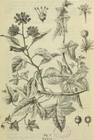 An illustration from Zauberpflanzen und Amulette : ein Beitrag zur Culturgeschichte und Volksmedicin / von M. Kronfeld. (1898)