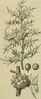 An illustration from Zauberpflanzen und Amulette : ein Beitrag zur Culturgeschichte und Volksmedicin / von M. Kronfeld. (1898)