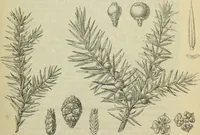 Picture 6 of 12 from Zauberpflanzen und Amulette : ein Beitrag zur Culturgeschichte und Volksmedicin / von M. Kronfeld. (1898), leaf 39