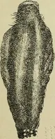 An illustration from Zauberpflanzen und Amulette : ein Beitrag zur Culturgeschichte und Volksmedicin / von M. Kronfeld. (1898)
