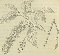 An illustration from Zauberpflanzen und Amulette : ein Beitrag zur Culturgeschichte und Volksmedicin / von M. Kronfeld. (1898)