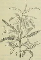 Picture 10 of 12 from Zauberpflanzen und Amulette : ein Beitrag zur Culturgeschichte und Volksmedicin / von M. Kronfeld. (1898), leaf 59