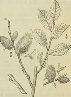 Picture 11 of 12 from Zauberpflanzen und Amulette : ein Beitrag zur Culturgeschichte und Volksmedicin / von M. Kronfeld. (1898), leaf 59