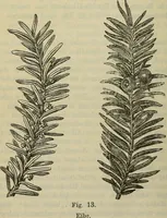 Picture 12 of 12 from Zauberpflanzen und Amulette : ein Beitrag zur Culturgeschichte und Volksmedicin / von M. Kronfeld. (1898), leaf 68