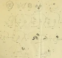 An illustration from Traité anatomique, physiologique et critique de physiognomie / par M. E. G. (1849)