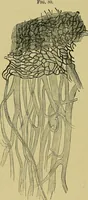 An illustration from Diseases of the eye / by Edward Nettleship ; with a supplement on examinations for color-blindness and acuity of vision and hearing, by William Thomson ; with 5 colored plates and 192 engravings. (1900)
