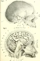 Picture 3 of 21 from Grundzüge der Phrenologie, oder, Anleitung zum Studium dieser Wissenschaft : mit Berücksichtigung der neueren Forschungen auf dem Gebiete der Physiologie und Psychologie / von R.R. Noel. (1847), leaf 613