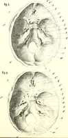 Picture 4 of 21 from Grundzüge der Phrenologie, oder, Anleitung zum Studium dieser Wissenschaft : mit Berücksichtigung der neueren Forschungen auf dem Gebiete der Physiologie und Psychologie / von R.R. Noel. (1847), leaf 615
