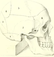 Picture 10 of 21 from Grundzüge der Phrenologie, oder, Anleitung zum Studium dieser Wissenschaft : mit Berücksichtigung der neueren Forschungen auf dem Gebiete der Physiologie und Psychologie / von R.R. Noel. (1847), leaf 619