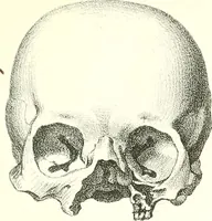 Picture 11 of 21 from Grundzüge der Phrenologie, oder, Anleitung zum Studium dieser Wissenschaft : mit Berücksichtigung der neueren Forschungen auf dem Gebiete der Physiologie und Psychologie / von R.R. Noel. (1847), leaf 621