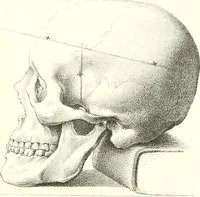 Picture 12 of 21 from Grundzüge der Phrenologie, oder, Anleitung zum Studium dieser Wissenschaft : mit Berücksichtigung der neueren Forschungen auf dem Gebiete der Physiologie und Psychologie / von R.R. Noel. (1847), leaf 621