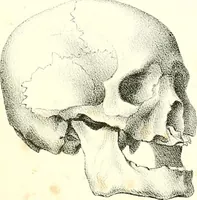 Picture 19 of 21 from Grundzüge der Phrenologie, oder, Anleitung zum Studium dieser Wissenschaft : mit Berücksichtigung der neueren Forschungen auf dem Gebiete der Physiologie und Psychologie / von R.R. Noel. (1847), leaf 629