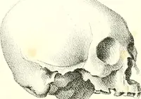 Picture 20 of 21 from Grundzüge der Phrenologie, oder, Anleitung zum Studium dieser Wissenschaft : mit Berücksichtigung der neueren Forschungen auf dem Gebiete der Physiologie und Psychologie / von R.R. Noel. (1847), leaf 629