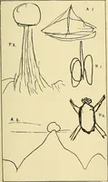 Picture 4 of 7 from Studies in psychical research / by Frank Podmore. (1897), leaf 223