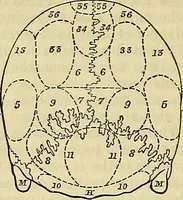 An illustration from The principles of phrenology / by Sidney Smith. (1838)