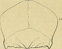 An illustration from The principles of phrenology / by Sidney Smith. (1838)
