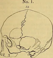 An illustration from The principles of phrenology / by Sidney Smith. (1838)