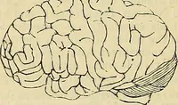 An illustration from The principles of phrenology / by Sidney Smith. (1838)