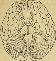 An illustration from The principles of phrenology / by Sidney Smith. (1838)