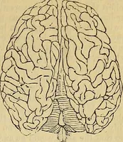 Picture 4 of 32 from The principles of phrenology / by Sidney Smith. (1838), leaf 77