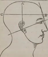An illustration from A phrenological chart, presenting a synopsis of the science of phrenology : the phrenological analysis of the primitive powers of the mind, in their various degrees of developement, the phenomena produced by their combined activity, and the location of the corresponding organs, together with the phrenological character of [blank] / by J. Fletcher. (1837)