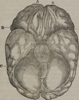 Picture 10 of 33 from Synopsis of phrenology and physiology : comprising a condensed description of the functions of the body and mind : also, indicating the relative development of these organs as applied to the person examined : with references to Fowler's phrenology, also, the additional improvements and discoveries made by the aid of magnetism and neurology / by L.N. Fowler. (1846), leaf 22