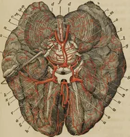 An illustration from Anatomical description of the arteries of the human body : illustrated by several coloured engravings, selected and reduced from the Icones of Haller ; exhibiting the parts as they appear on dissection. (1813)