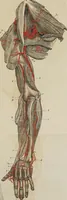 An illustration from Anatomical description of the arteries of the human body : illustrated by several coloured engravings, selected and reduced from the Icones of Haller ; exhibiting the parts as they appear on dissection. (1813)