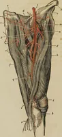 An illustration from Anatomical description of the arteries of the human body : illustrated by several coloured engravings, selected and reduced from the Icones of Haller ; exhibiting the parts as they appear on dissection. (1813)