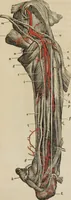 An illustration from Anatomical description of the arteries of the human body : illustrated by several coloured engravings, selected and reduced from the Icones of Haller ; exhibiting the parts as they appear on dissection. (1813)