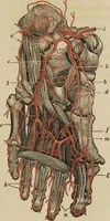 An illustration from Anatomical description of the arteries of the human body : illustrated by several coloured engravings, selected and reduced from the Icones of Haller ; exhibiting the parts as they appear on dissection. (1813)