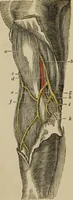 An illustration from Anatomical description of the arteries of the human body : illustrated by several coloured engravings, selected and reduced from the Icones of Haller ; exhibiting the parts as they appear on dissection. (1813)