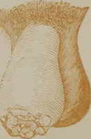 An illustration from Medical adviser and marriage guide : representing all the diseases of the genital organs of the male and female / by M. Larmont. (1854)