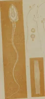 Picture 2 of 2 from Medical adviser and marriage guide : representing all the diseases of the genital organs of the male and female / by M. Larmont. (1854), leaf 206