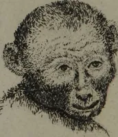 Picture 28 of 31 from The pocket Lavater, or, The science of physiognomy : to which is added, An inquiry into the analogy existing between brute and human physiognomy, from the Italian of Porta. (1832), leaf 150