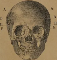 An illustration from Lecciones de frenología : esplicadas en el liceo artístico y literario de la Habana / por Sabino de Losada. (1849)