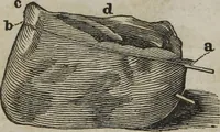 An illustration from MacKenzie's five thousand receipts in all the useful and domestic arts : constituting a complete practical library ... : a new American, from the latest London edition : with numerous and important additions generally : and the medical part carefully revised and adapted to the climate of the U. States : and also a new and most copious index / by an American physician. (1829)