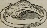 An illustration from MacKenzie's five thousand receipts in all the useful and domestic arts : constituting a complete practical library ... : a new American, from the latest London edition : with numerous and important additions generally : and the medical part carefully revised and adapted to the climate of the U. States : and also a new and most copious index / by an American physician. (1829)