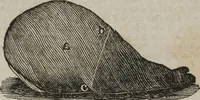 An illustration from MacKenzie's five thousand receipts in all the useful and domestic arts : constituting a complete practical library ... : a new American, from the latest London edition : with numerous and important additions generally : and the medical part carefully revised and adapted to the climate of the U. States : and also a new and most copious index / by an American physician. (1829)