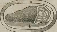 An illustration from MacKenzie's five thousand receipts in all the useful and domestic arts : constituting a complete practical library ... : a new American, from the latest London edition : with numerous and important additions generally : and the medical part carefully revised and adapted to the climate of the U. States : and also a new and most copious index / by an American physician. (1829)