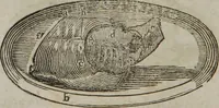 Picture 16 of 26 from MacKenzie's five thousand receipts in all the useful and domestic arts : constituting a complete practical library ... : a new American, from the latest London edition : with numerous and important additions generally : and the medical part carefully revised and adapted to the climate of the U. States : and also a new and most copious index / by an American physician. (1829), leaf 426
