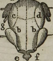An illustration from MacKenzie's five thousand receipts in all the useful and domestic arts : constituting a complete practical library ... : a new American, from the latest London edition : with numerous and important additions generally : and the medical part carefully revised and adapted to the climate of the U. States : and also a new and most copious index / by an American physician. (1829)