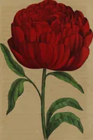 Picture 3 of 4 from Beauties of flora, and outlines of botany : with a language of flowers : a perennial offering / by John B. Newman ; the whole illustrated by splendidly colored engravings by Lewis & Brown. (1848), leaf 171
