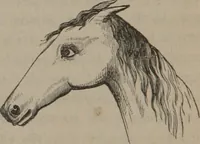 Picture 6 of 91 from Outlines of a new system of physiognomy : illustrated by numerous engravings indicating the location of the signs of the different mental faculties / by J.W. Redfield. (1849), leaf 10