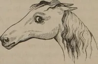 Picture 2 of 91 from Outlines of a new system of physiognomy : illustrated by numerous engravings indicating the location of the signs of the different mental faculties / by J.W. Redfield. (1849), leaf 8